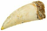 Serrated Raptor Tooth - Real Dinosaur Tooth #364860-1